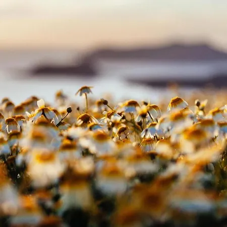 度假居 Arcana Santorini Villas, An Authentic Cycladic Experience