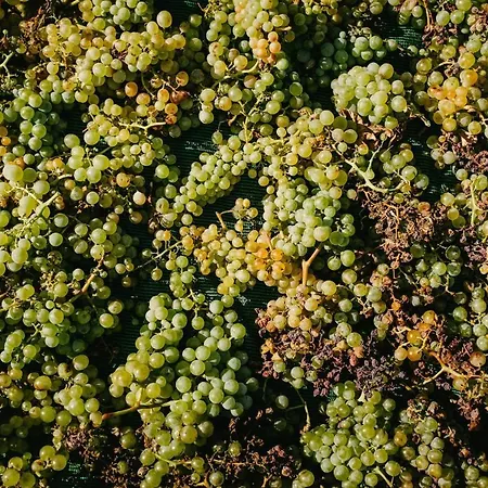 Arcana Santorini Villas, An Authentic Cycladic Experience 度假居 Akrotírion