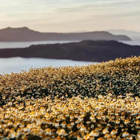 Arcana Santorini Villas, An Authentic Cycladic Experience * Akrotírion