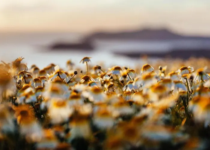 Semesterbostad Arcana Santorini Villas, An Authentic Cycladic Experience